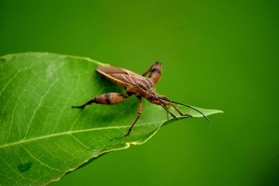 Close-up of insect on leaf