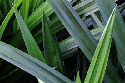 Full frame shot of grass