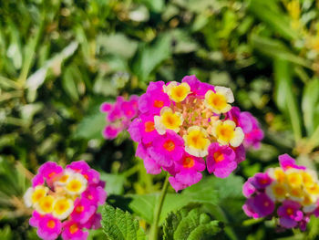 Close-up of pink flowering plants in park