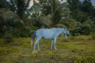 Horse standing in a field