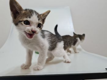 Close-up of white kitten