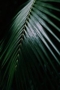 Full frame shot of palm leaves