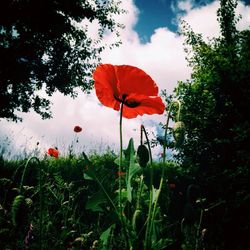 flower