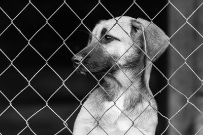 Close-up of dog looking through chainlink fence