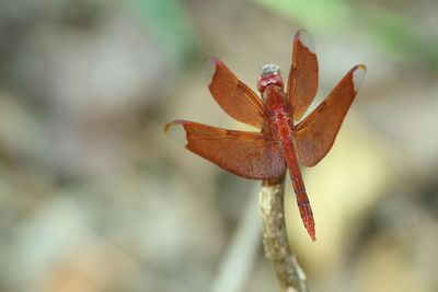 Close-up of red flower
