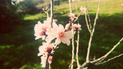 Close-up of pink cherry blossoms in spring