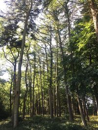 Low angle view of trees in forest