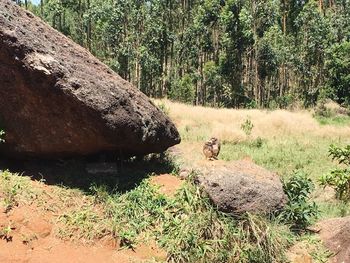 View of sheep on rock