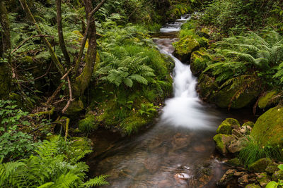 Stream flowing through rocks in forest