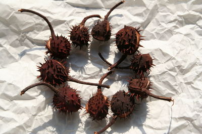 High angle view of chestnuts on paper