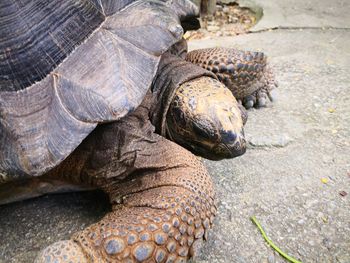 High angle view of a turtle