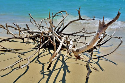 Bare tree on beach against sea