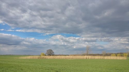 Scenic view of agricultural field against sky