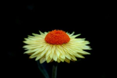 Close-up of yellow flower against black background