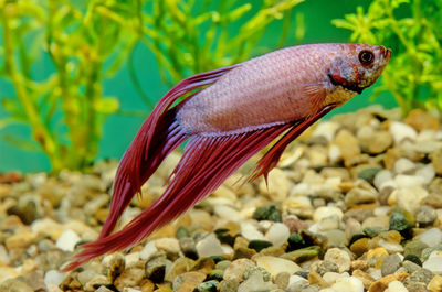 Close-up of fish swimming in sea