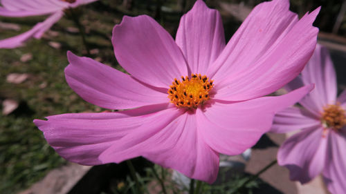 Close-up of pink flower
