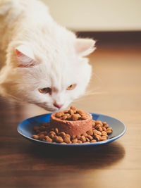 Close-up of cat having food