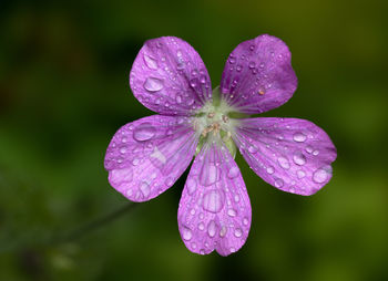 Close-up of wet purple flower