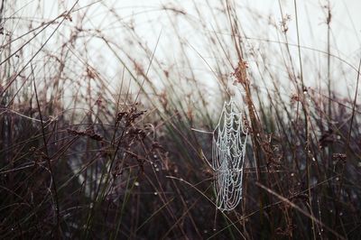 Close-up of frozen plants on field