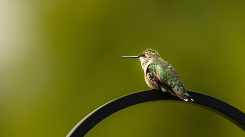 Close-up of bird perching on plant