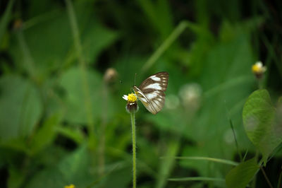 Close-up of butterfly pollinating on flower