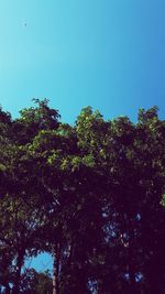 Low angle view of trees against clear blue sky