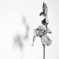 Close-up of flower against white background