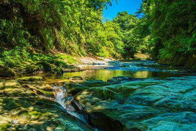 Scenic view of waterfall in forest
