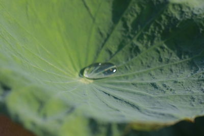 Close-up of raindrops on leaf