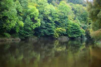 Scenic view of lake by trees in forest