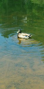 Swan swimming in lake