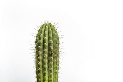 Close-up of cactus against white background