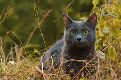 Portrait of cat on field