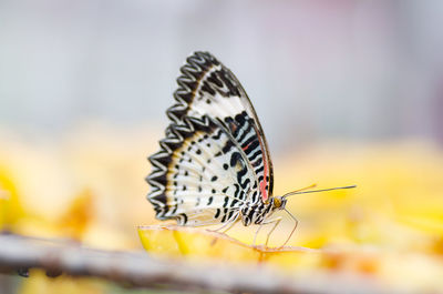 Close-up of butterfly on leaf