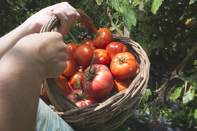 Close-up of hand holding tomatoes in basket