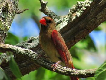 Close-up of bird perching on branch