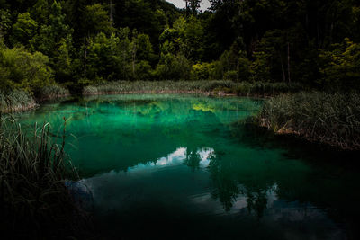 Scenic view of lake in forest