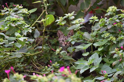 View of squirrel on plant