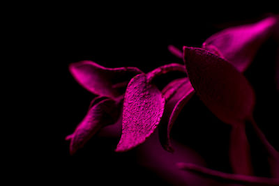 Close-up of pink flower against black background