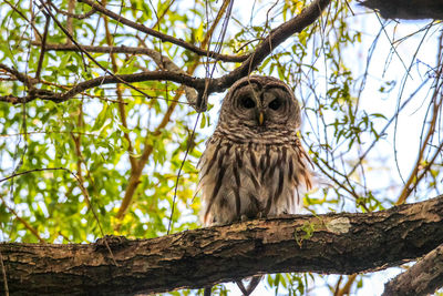 Low angle view of owl perching on tree