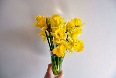 Close-up of hand holding yellow flower against white background