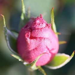 Close-up of wet pink flower bud