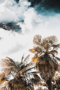 Low angle view of palm trees against sky