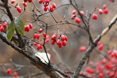 Close-up of red berries growing on tree