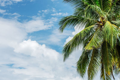 Low angle view of palm tree against sky