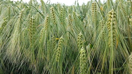 Close-up of plants growing on field