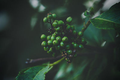 Close-up of berries growing on tree