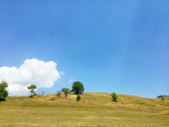 Scenic view of grassy field against blue sky