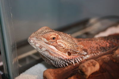 Close-up of bearded dragon