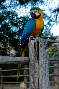 Close-up of parrot perching on wood